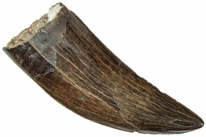 Serrated Tyrannosaur Tooth - Judith River Formation #227822
